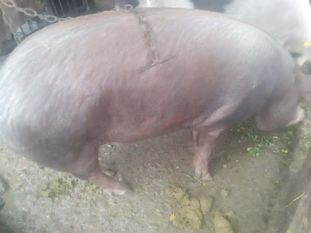 Porc rasa de carne(duroc),aprox.90-100kg