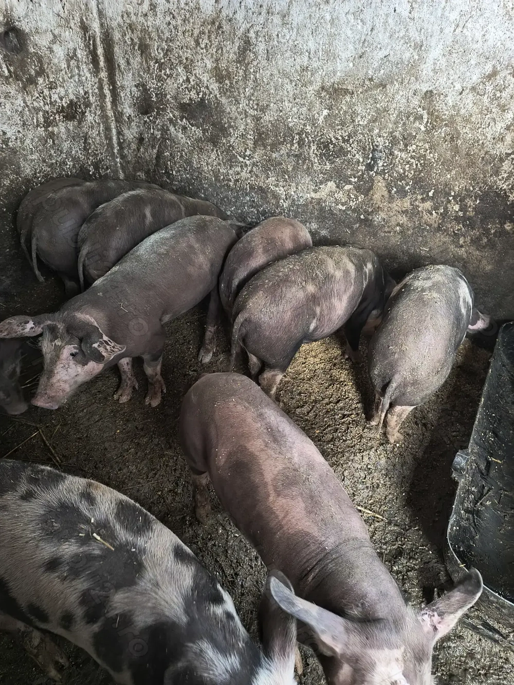 Purcei de vânzare  25-35 kg