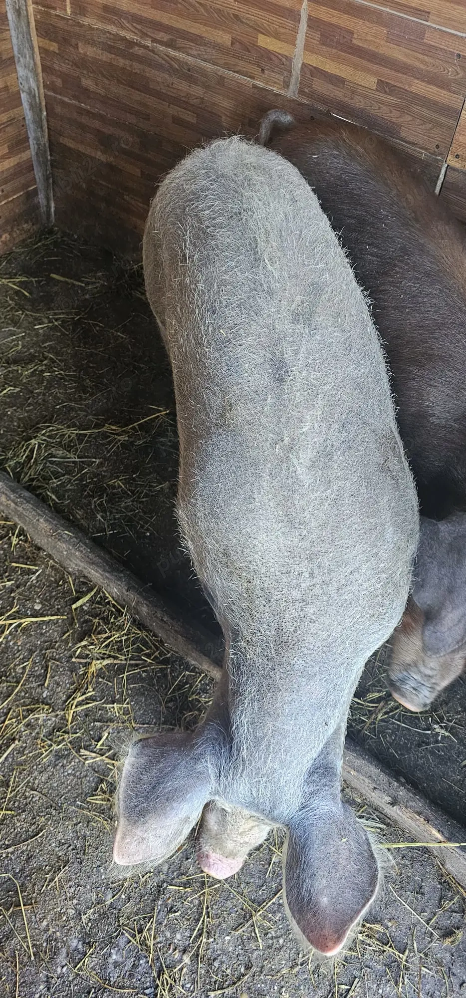 Porci 100 kg Preț 16 Lei și Purcei 2.5 Luni 650 Lei Com Lița Teleorman