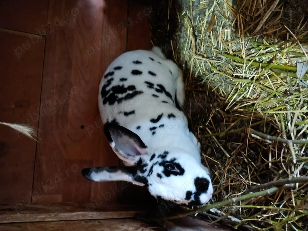 Iepuri rasa californieni și rex