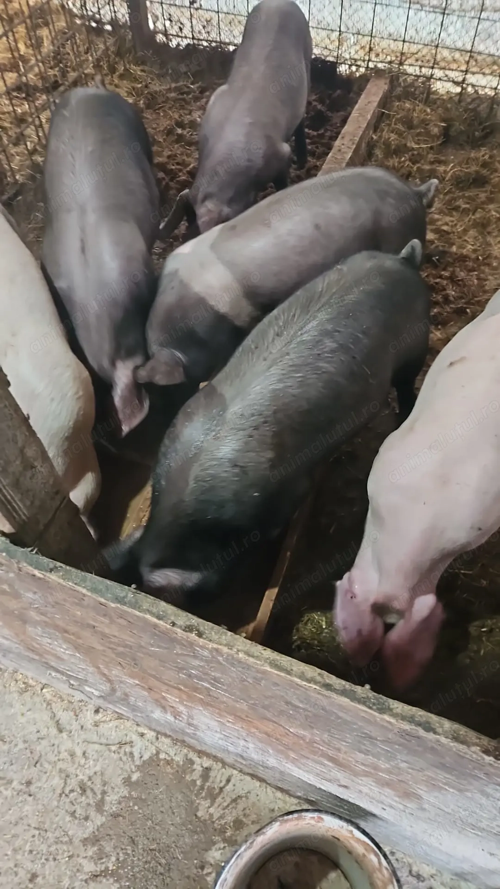 Porci 40 - 50Kg de 5 luni crescut în gospodărie 