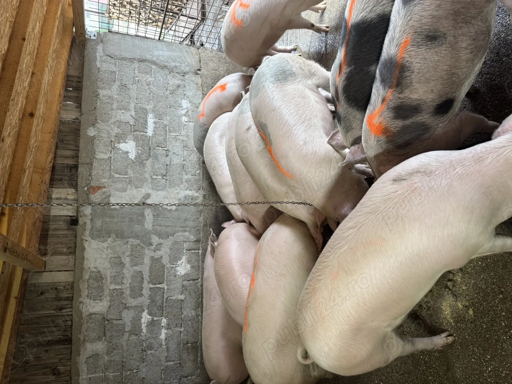 De vanzare porci de tara crescuti natural 130-180kg 