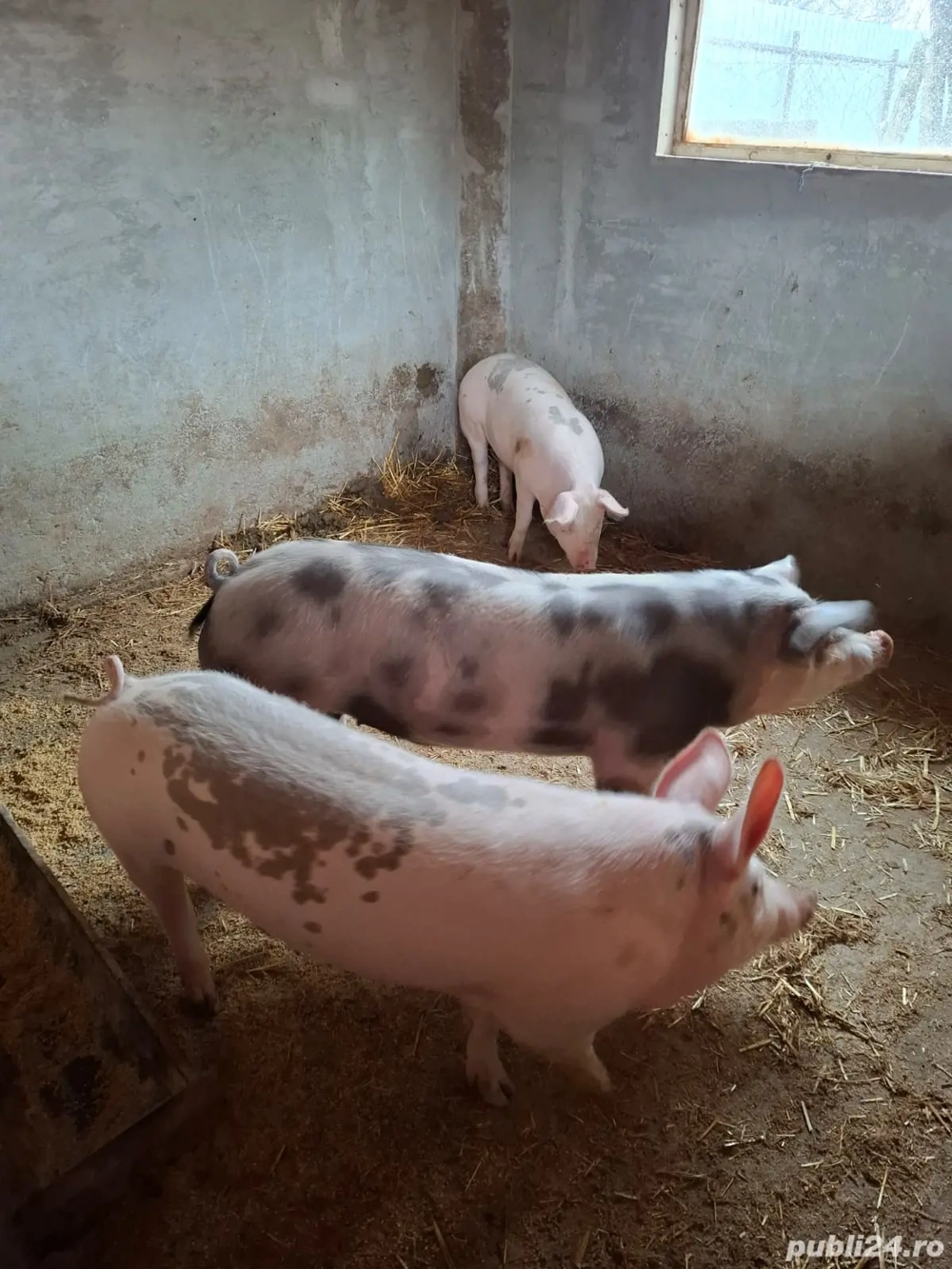 Porci de vânzare!!