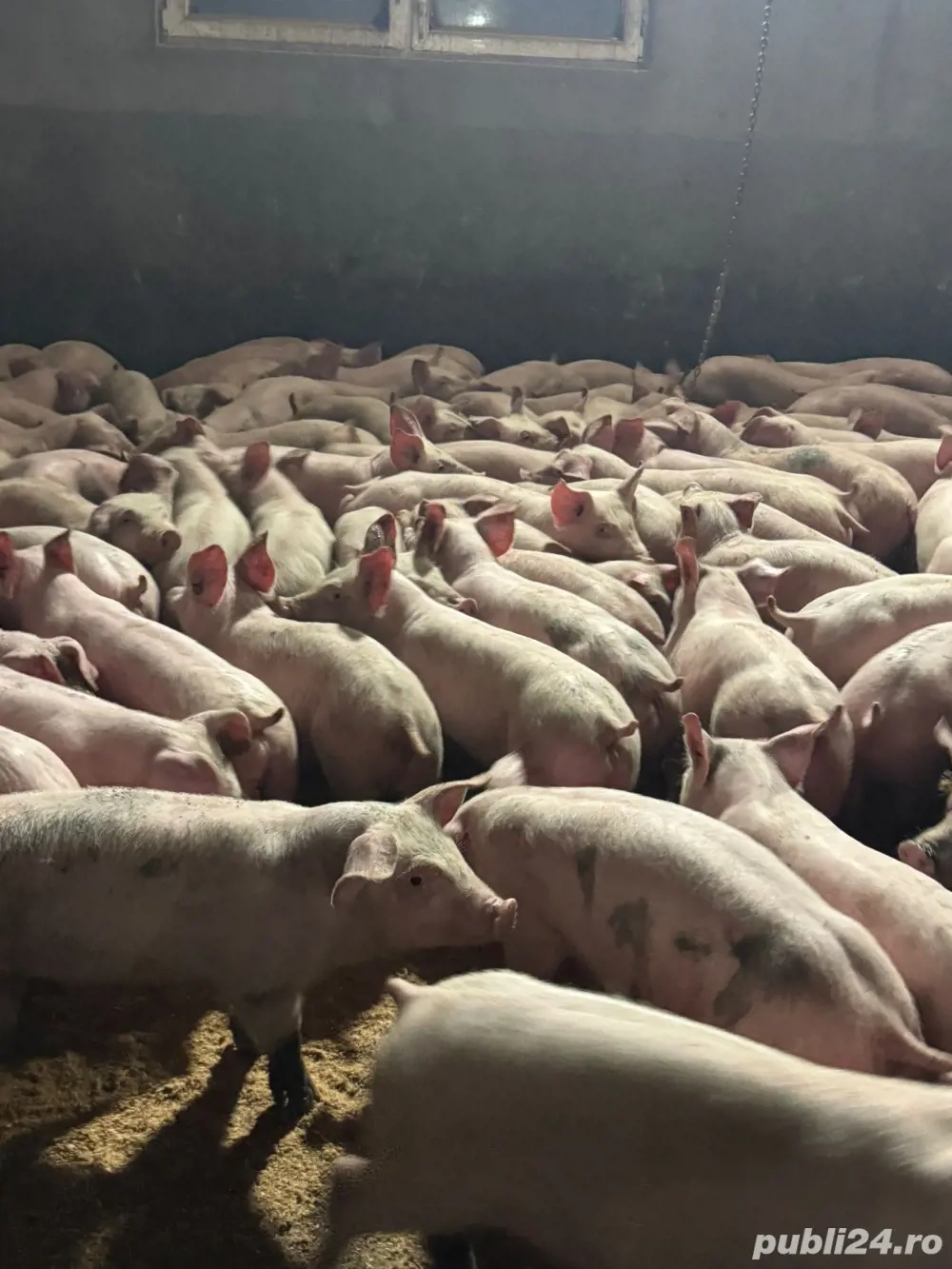 Purcei de vanzare !