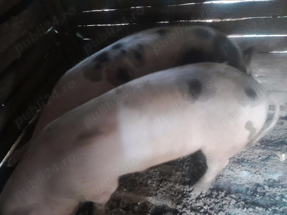 Vand un porc dintre ei