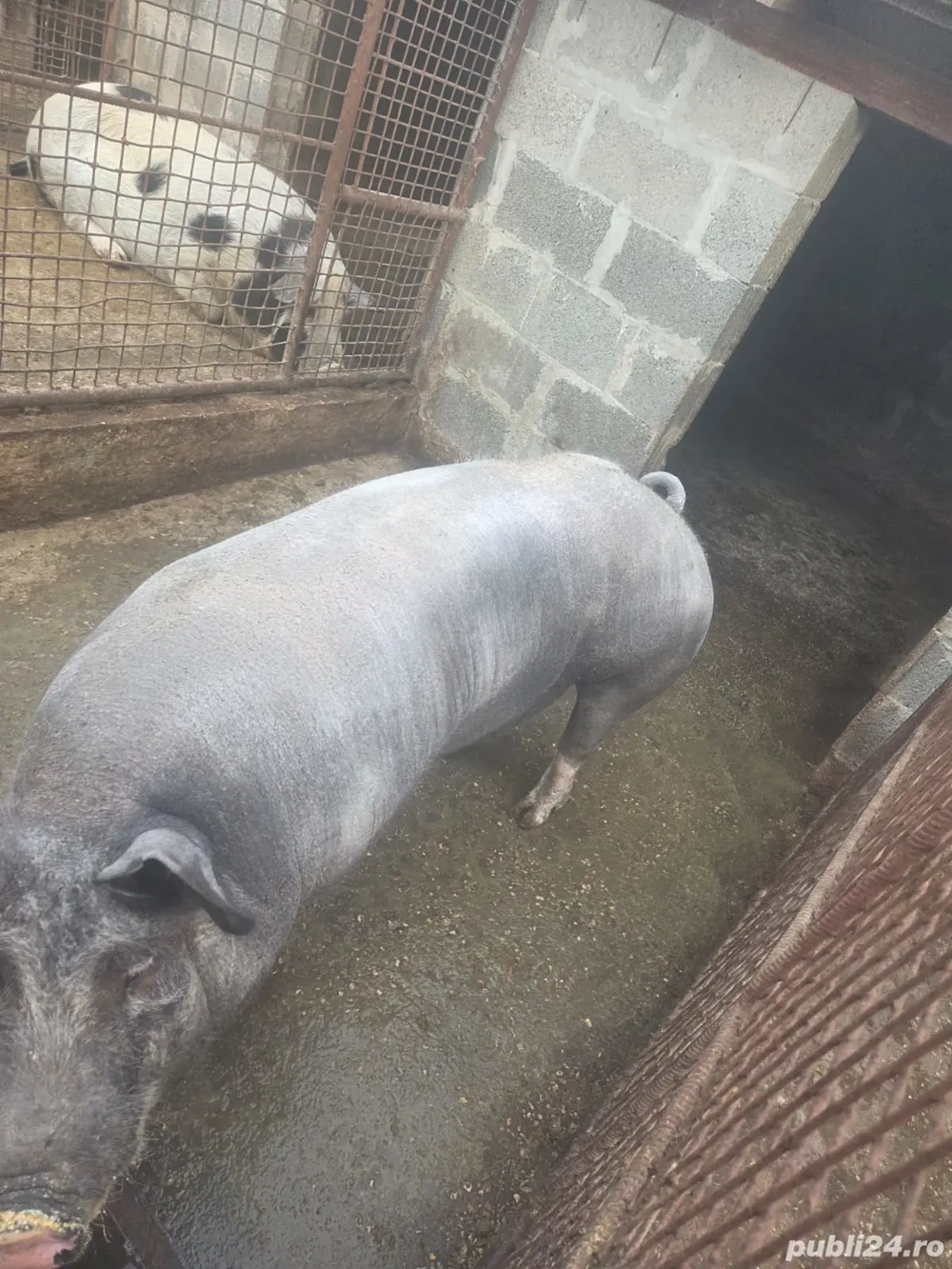 porci de vanzare