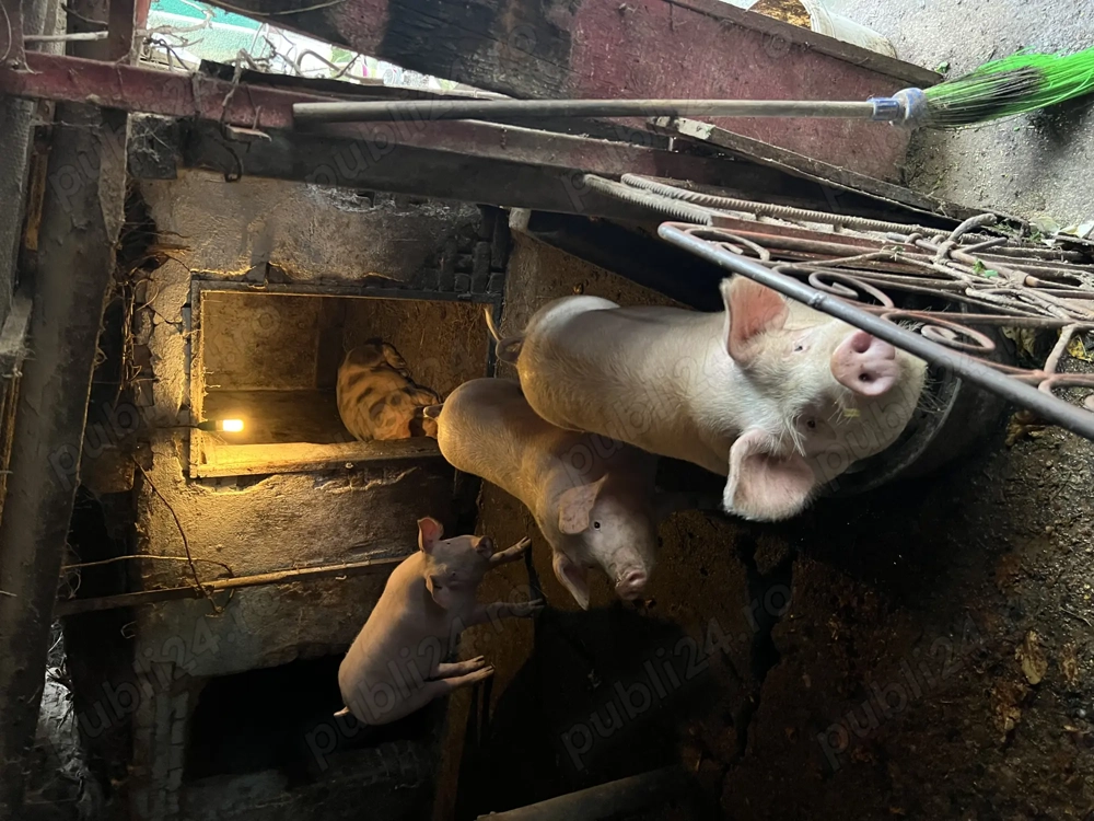 Porci de vanzare in Dascalu - Ilfov