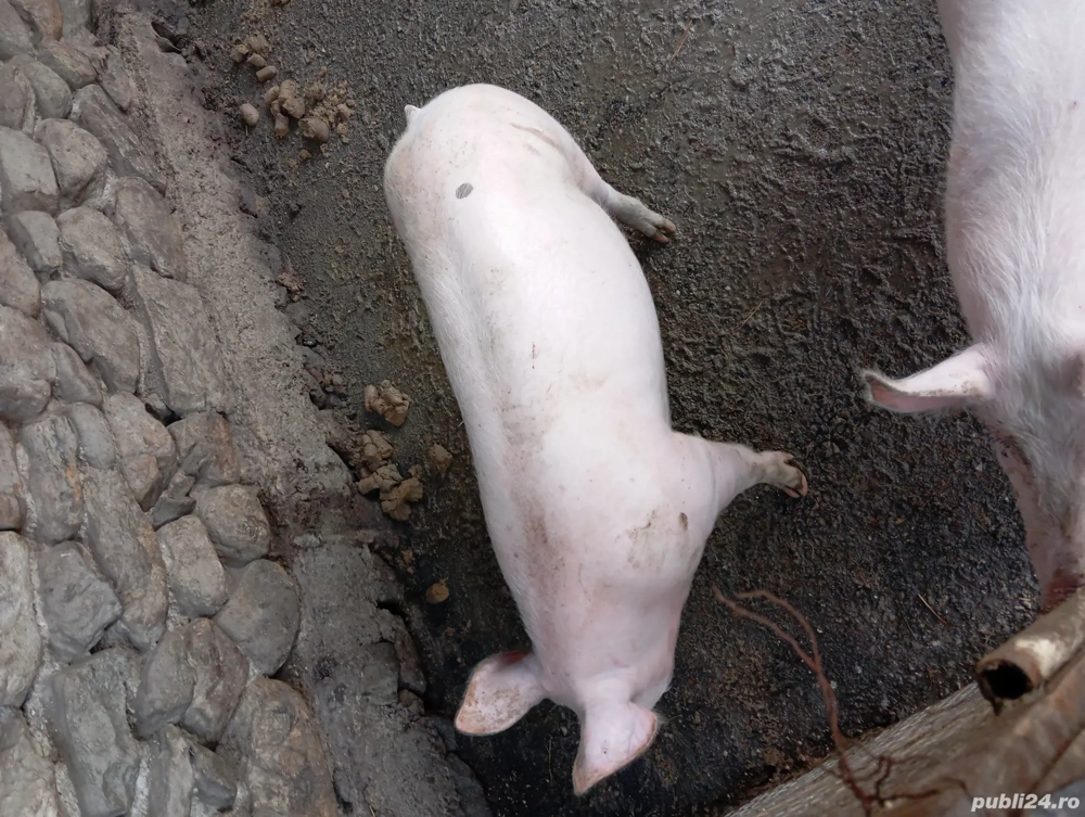 vand grasuni 2 bucati