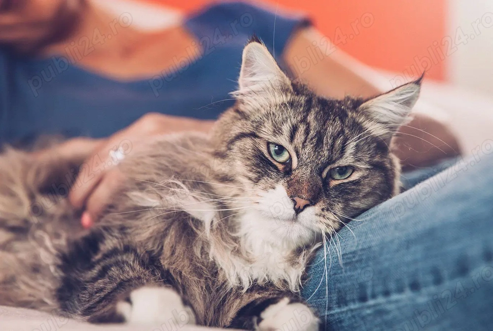 Pet sitter dedicat - Timisoara -  