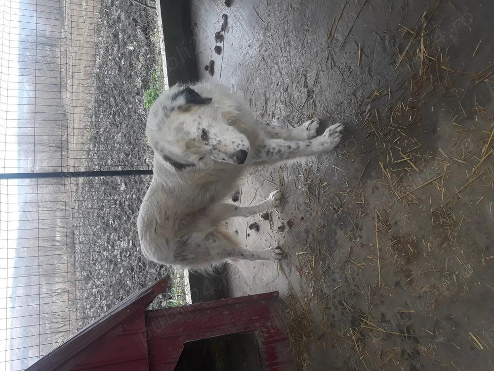 Vindem cîine ciobanesc