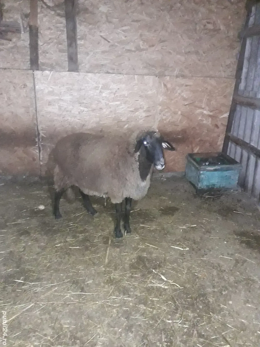 oaie românească de talie mare 