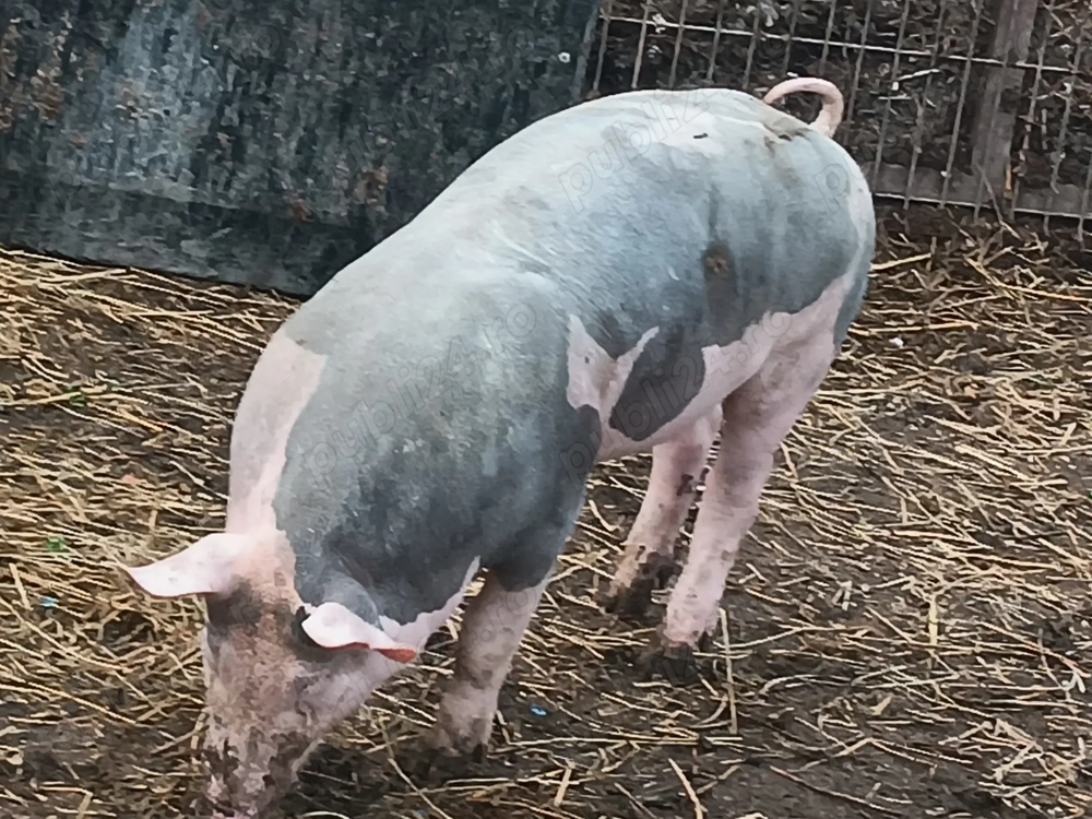 Vând purcei pietrain