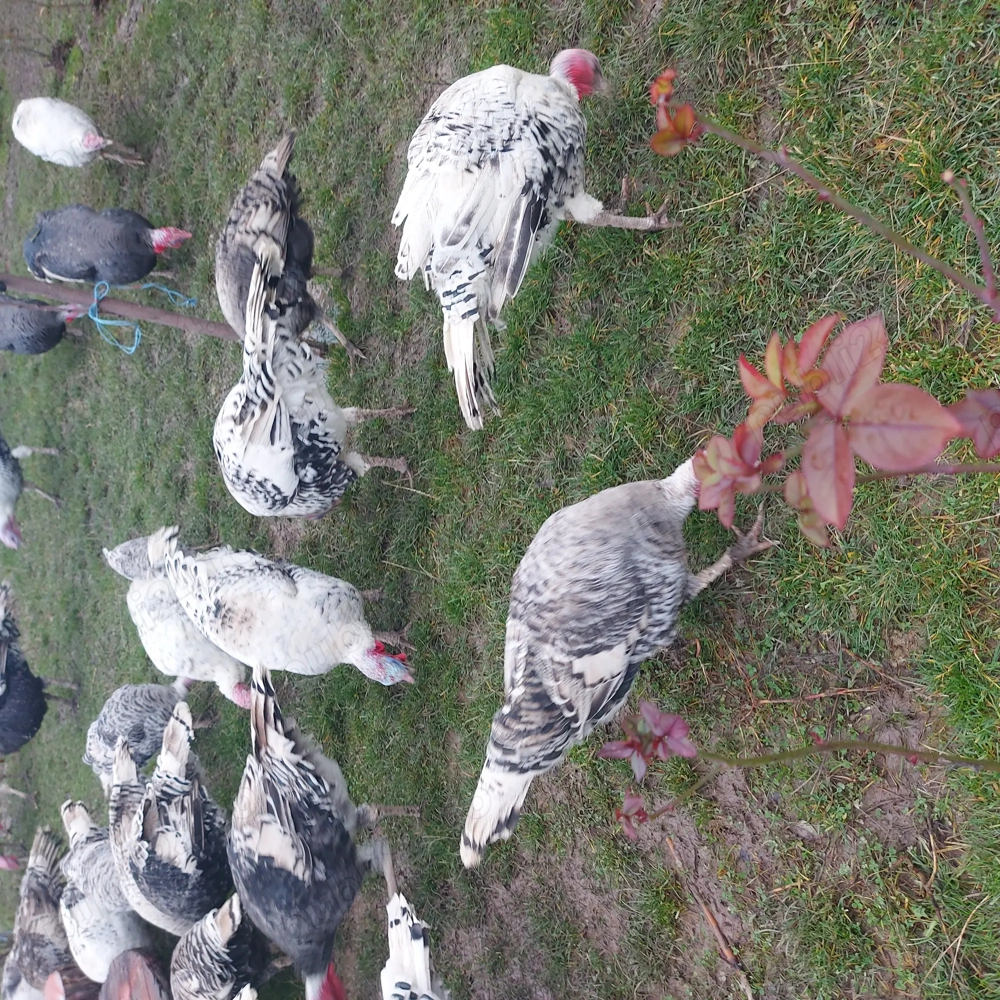 De vanzare curcanii si curcii