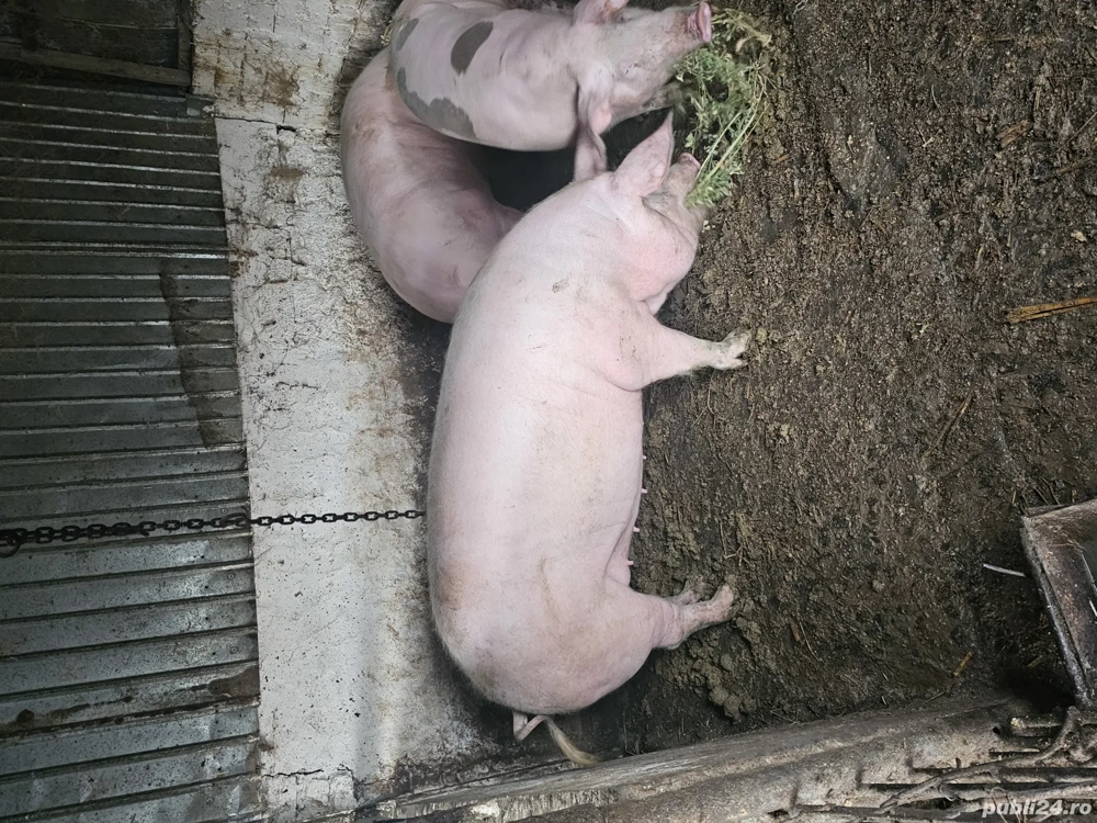 porc de vanzare 