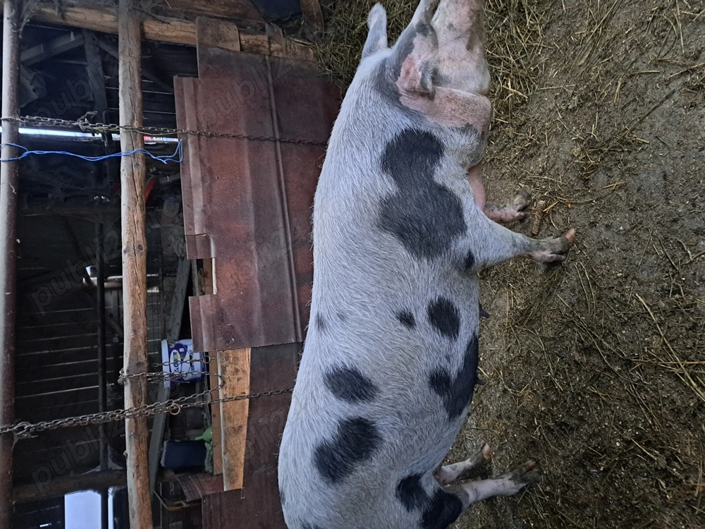 Vând porc pentru sacrificat o scroafa de doi ani 