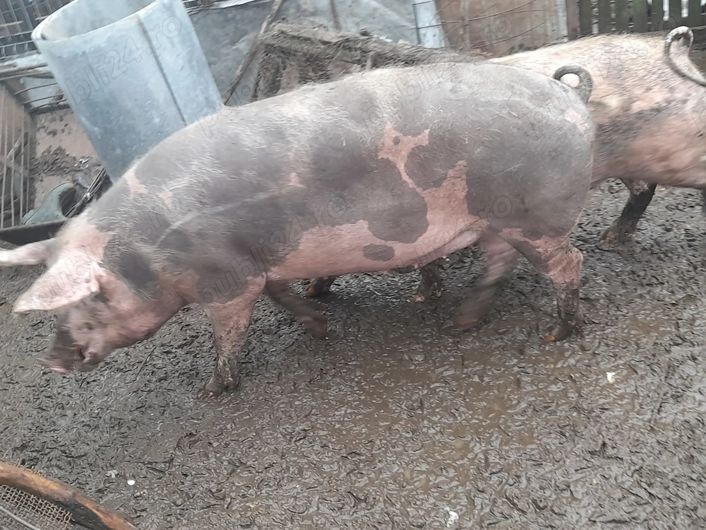 Porc de vanzare 