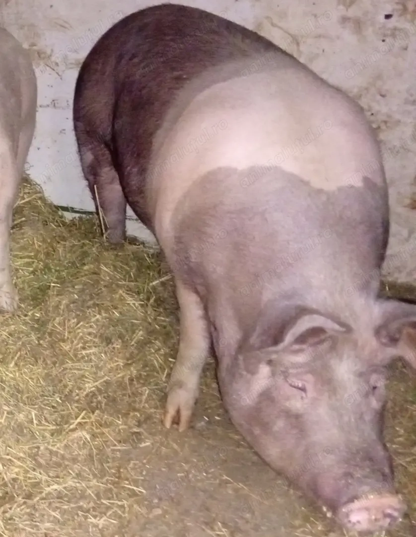 Vând scroafă de carne crescuta natural  