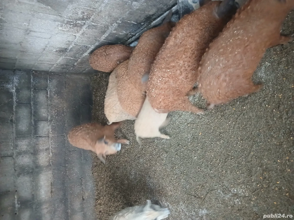 Vind Purcei de rasa Mangalita 