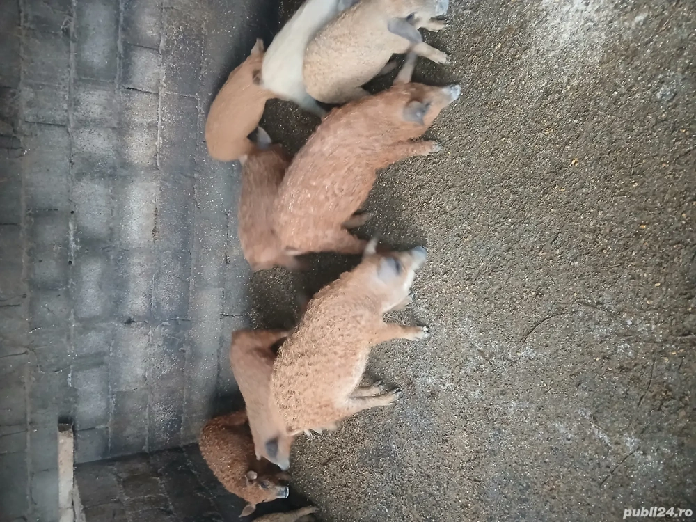 Vind Purcei de rasa Mangalita 