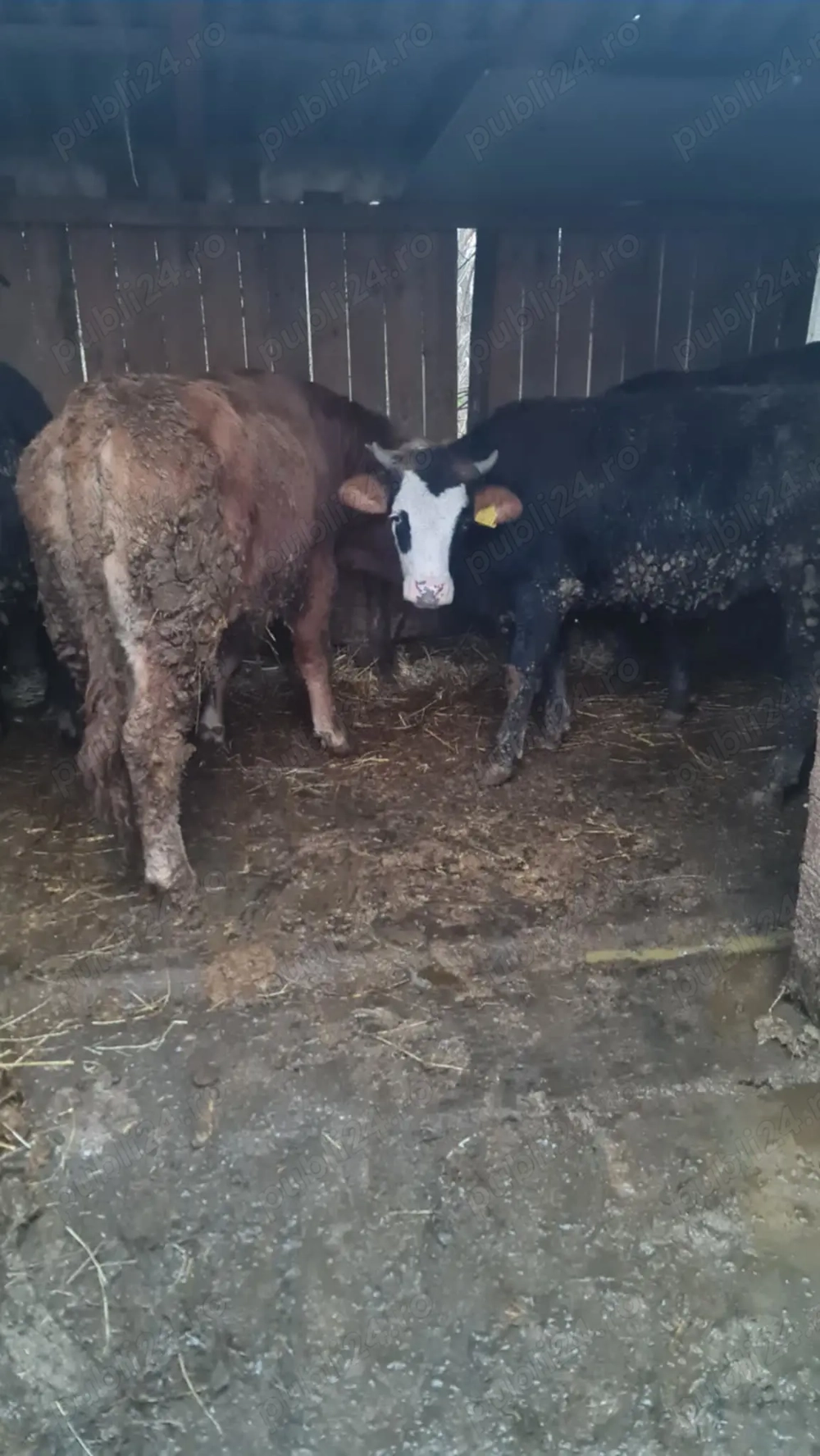 Tauri si jurinca de vanzare