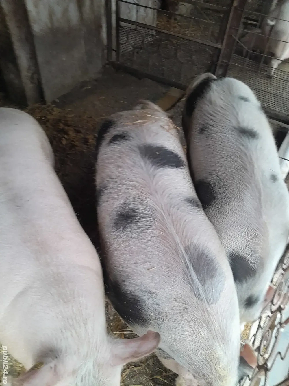 Se vând porci 200 kg , preț negociabil la telefon