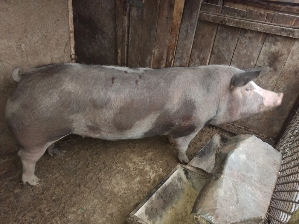 Porc de carne rasa petrean 