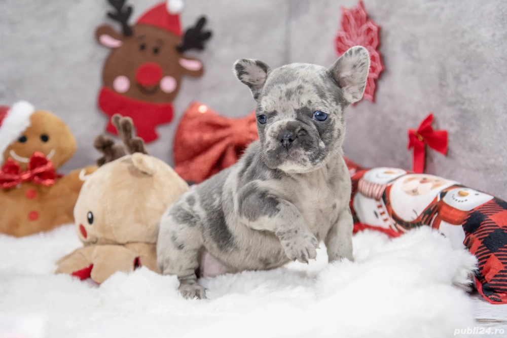 Bulldog Francez - blue cu ochii albastrii - posibilitate transport - buldog francez 