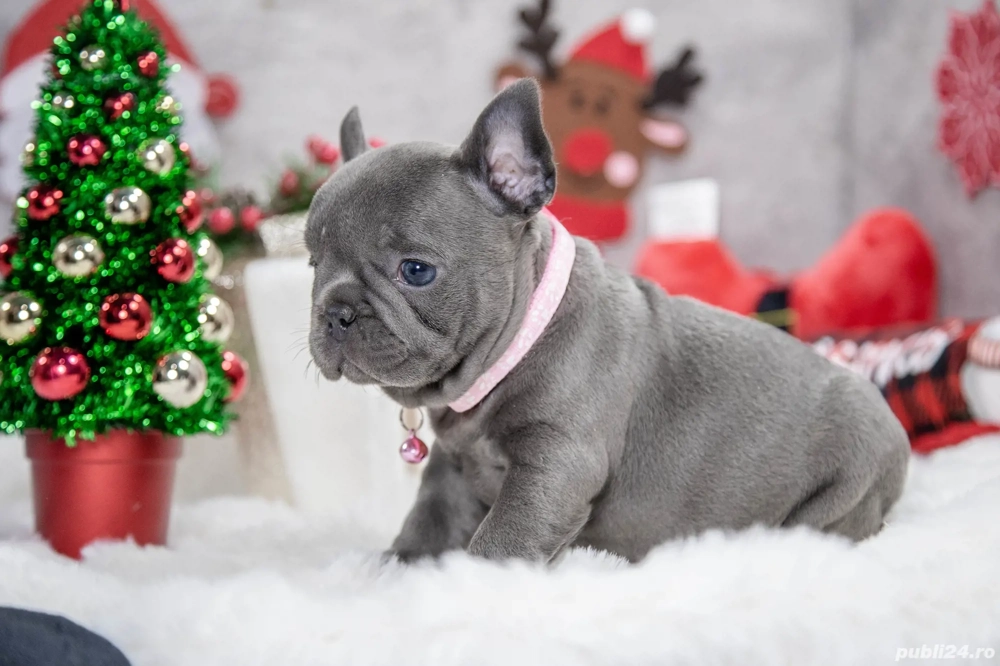 Bulldog Francez - blue cu ochii albastrii - posibilitate transport - buldog francez 