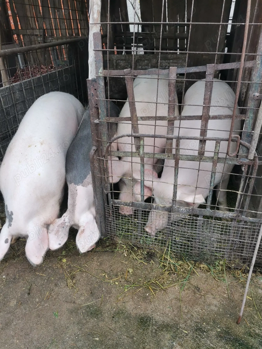 Vând porc landrace pietran