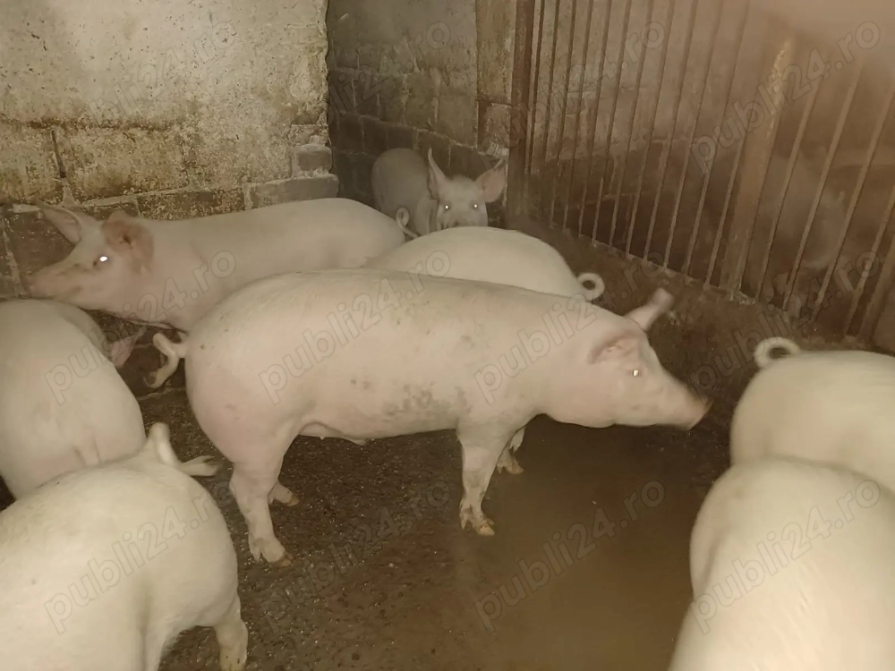 vind porci de carne 120-180 kg am și transport în zonă