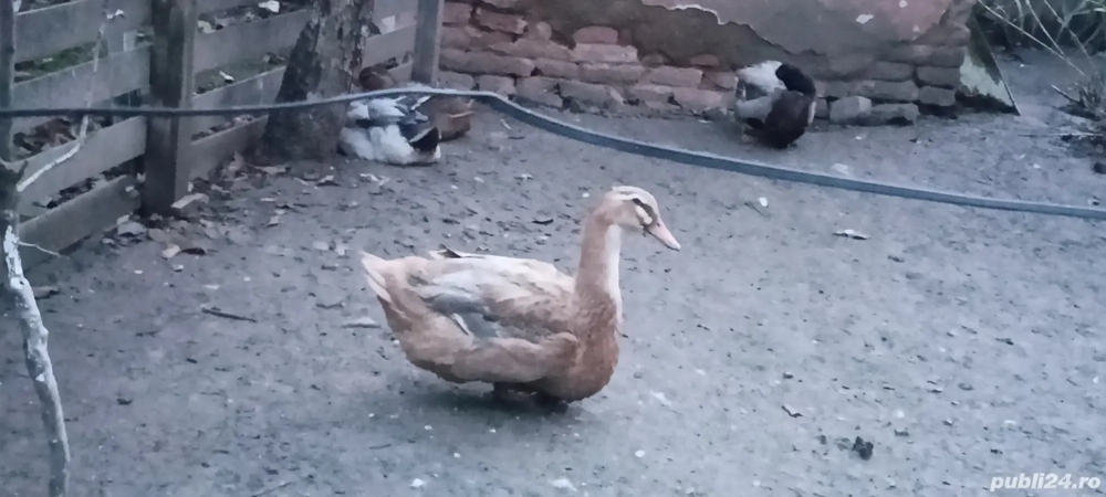 rațe rouen 2 perechi 600 lei