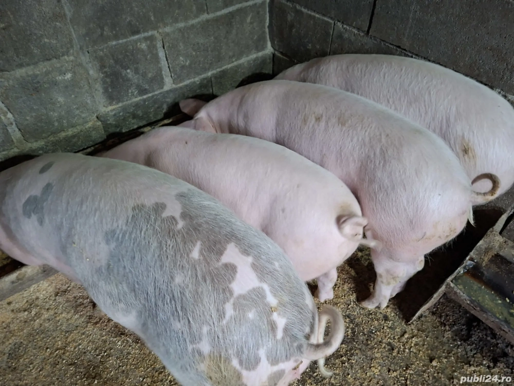 Vând șoldani Landras cu Marele alb 4 luni