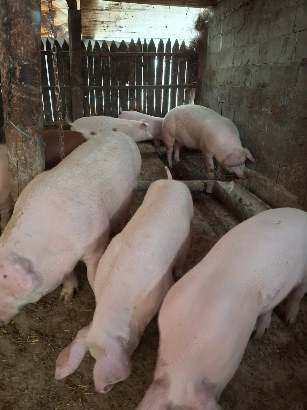 Porci 130-180 kg,posibilitate transport,mai multe detalii la telefon. 