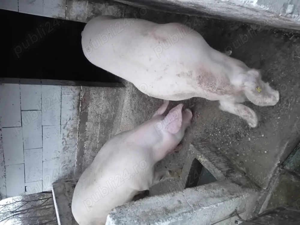 De vanzare porci frumoși rasa de carne 140-150kg 