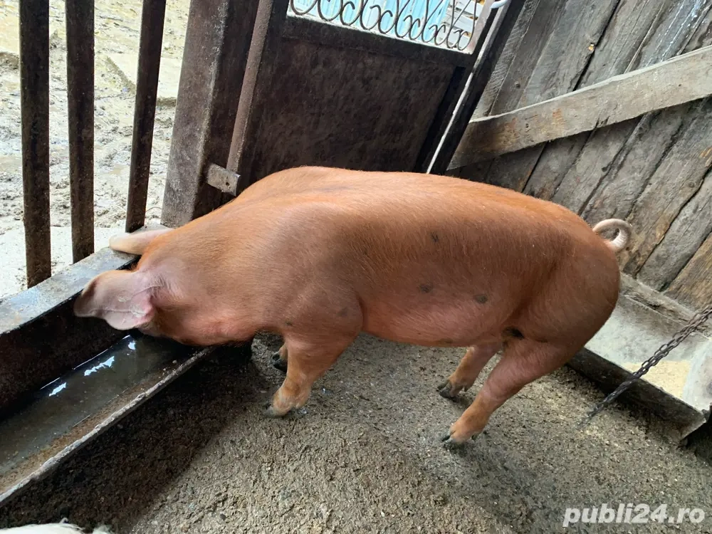 Purcei cum rar vezi- cresc ca pe drojdii