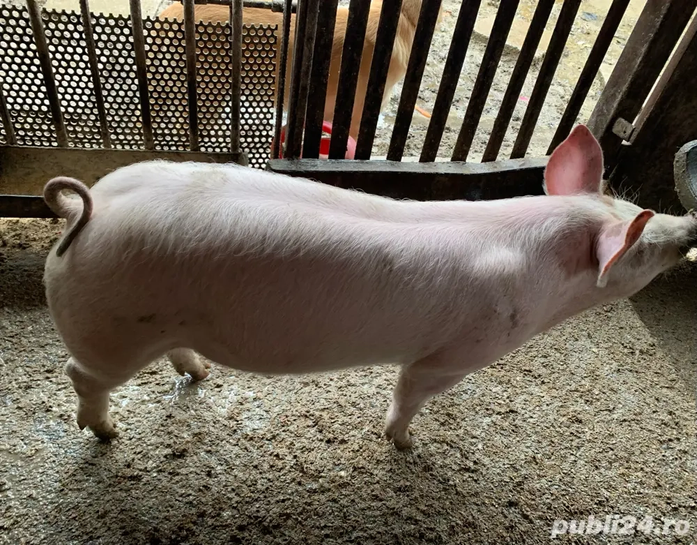 1 purcel de carne cu super gust- 70 kg