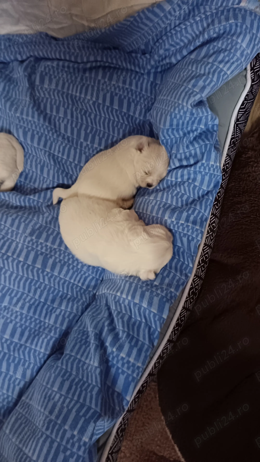 De vânzare 2 puiuti , 1 mascul și o femela 