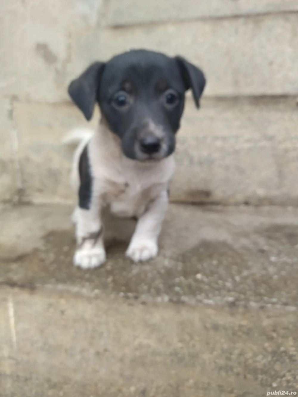 Jack Russell Terrier,multicolor 