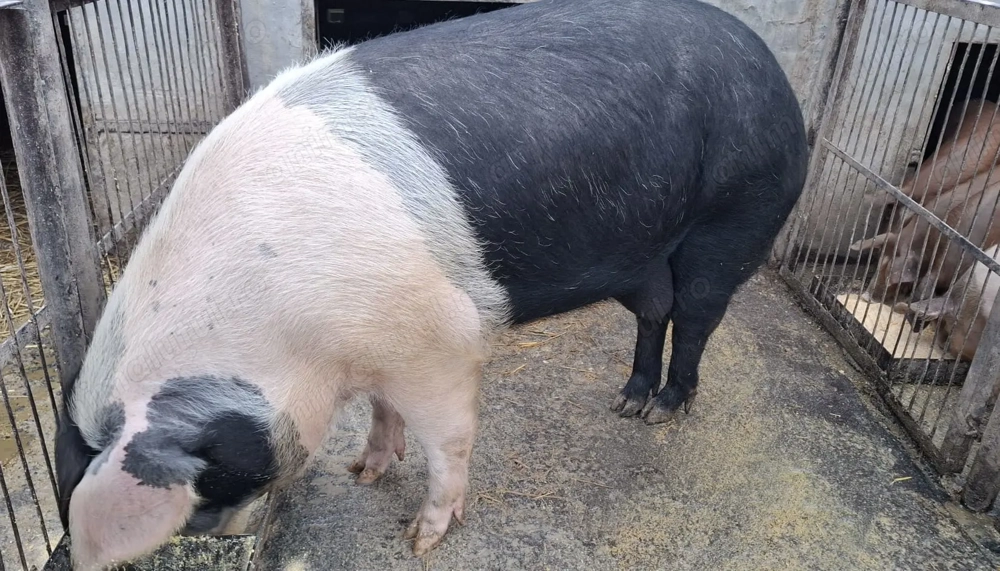 Porc Bazna, aproximativ 220 kg, zona PEȘTIȘU MARE 