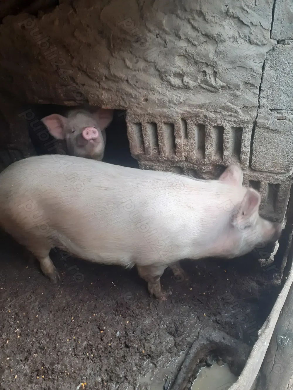 Vand porc de Craciun!