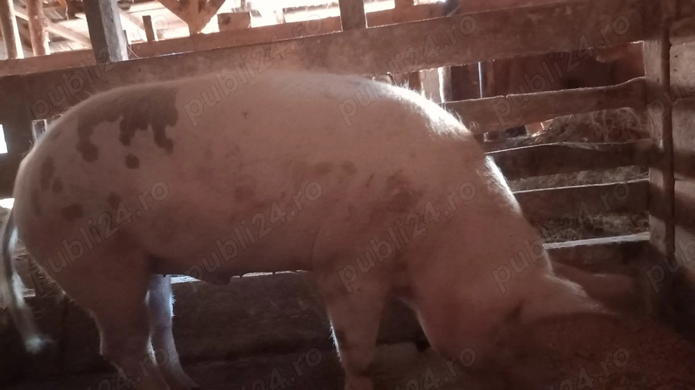 Vând porc de craciun