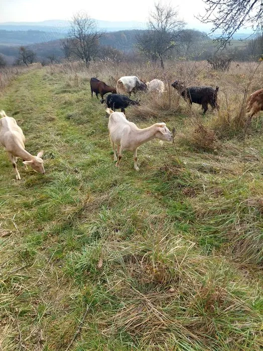 Vând capre diferite rase