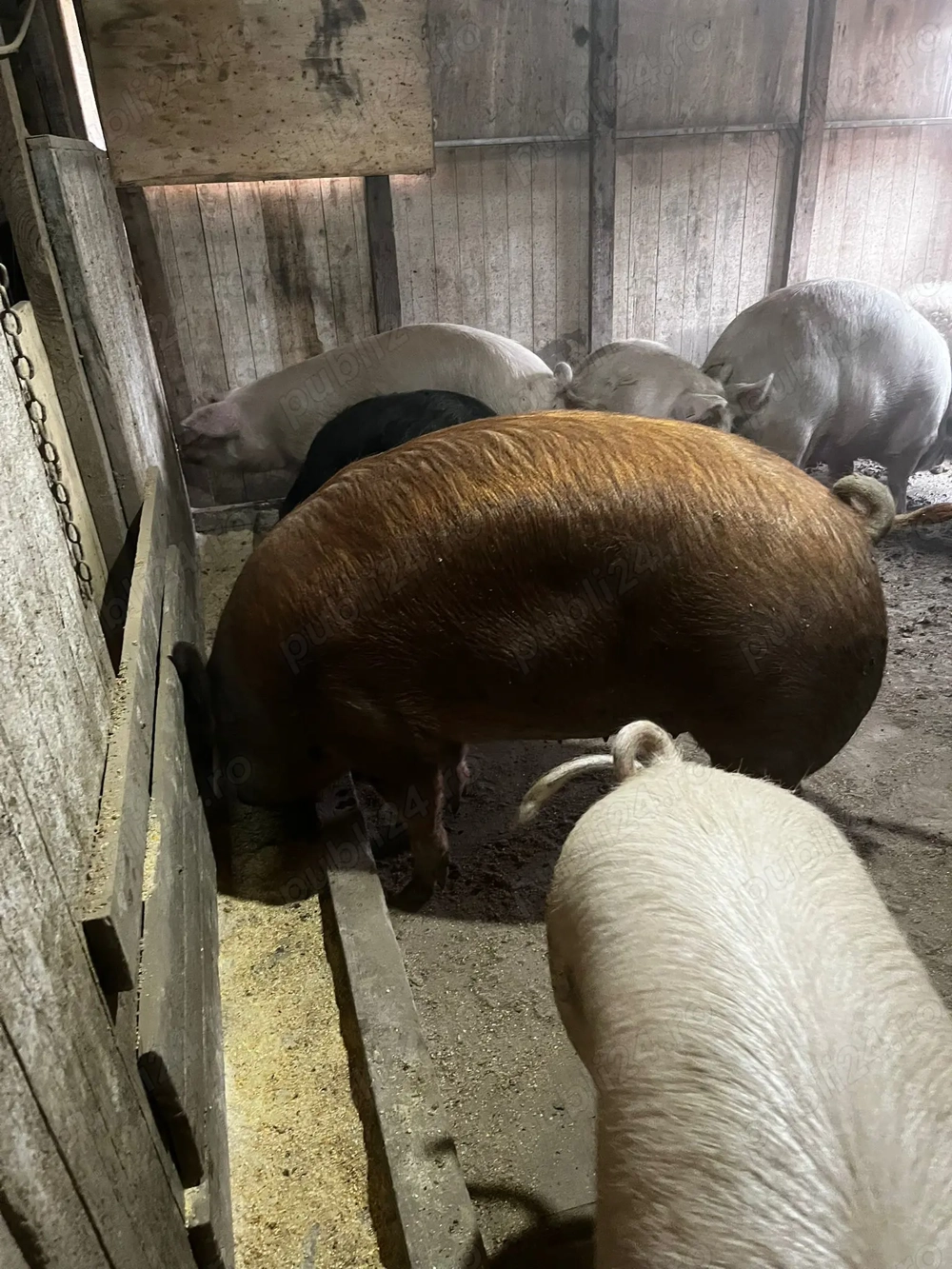 Porc duroc +200 kg