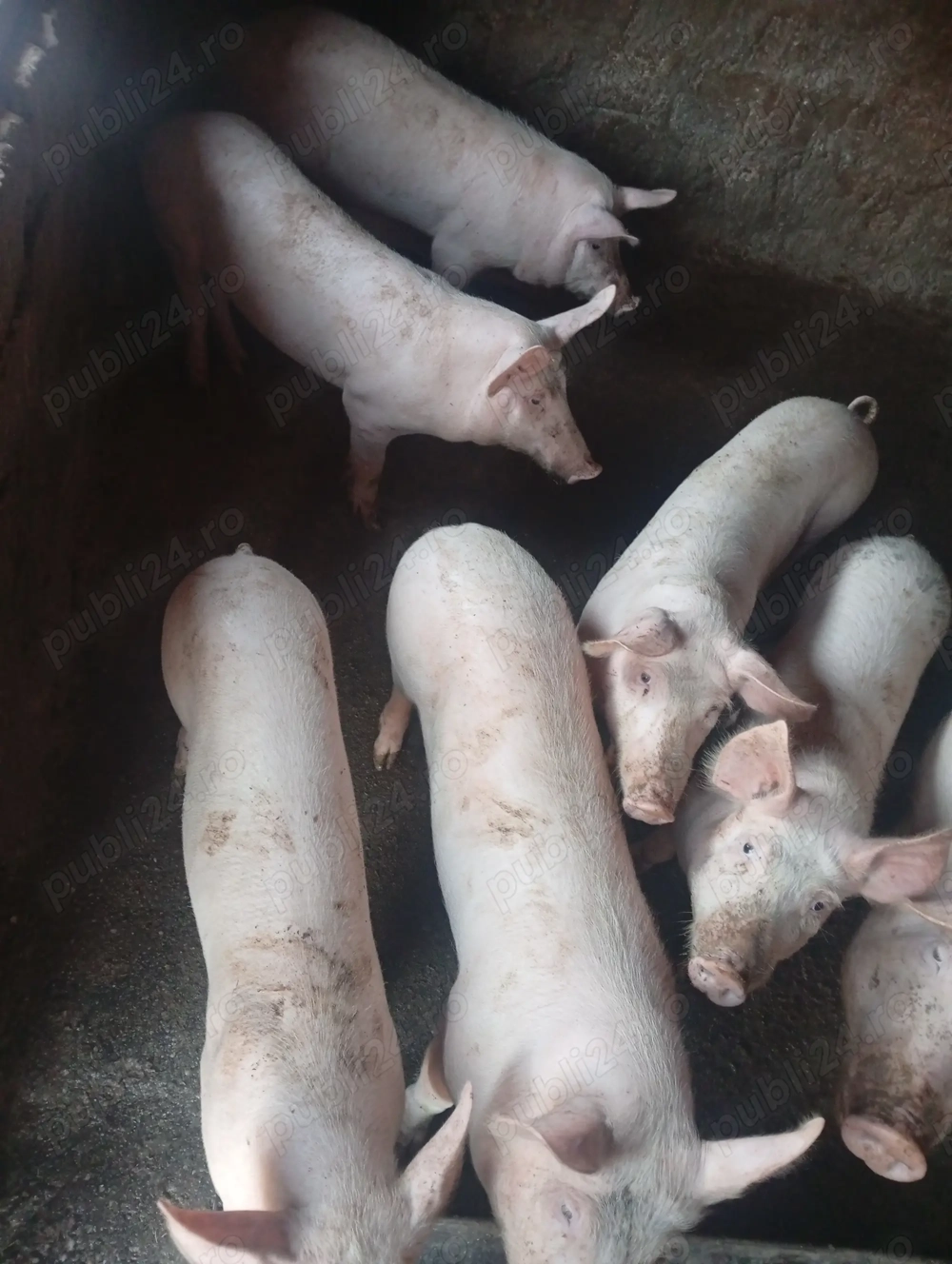Purcei de vânzare 