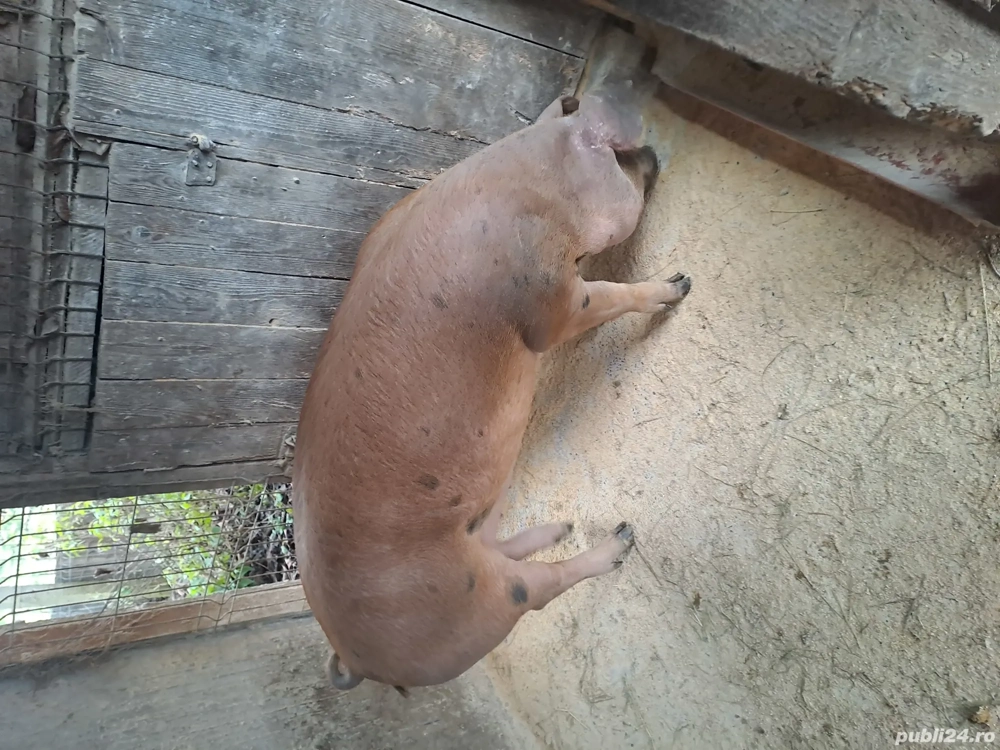 Porci Durok pentru sacrificat 