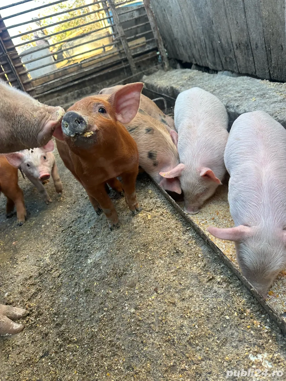 purcelusi de vanzare 