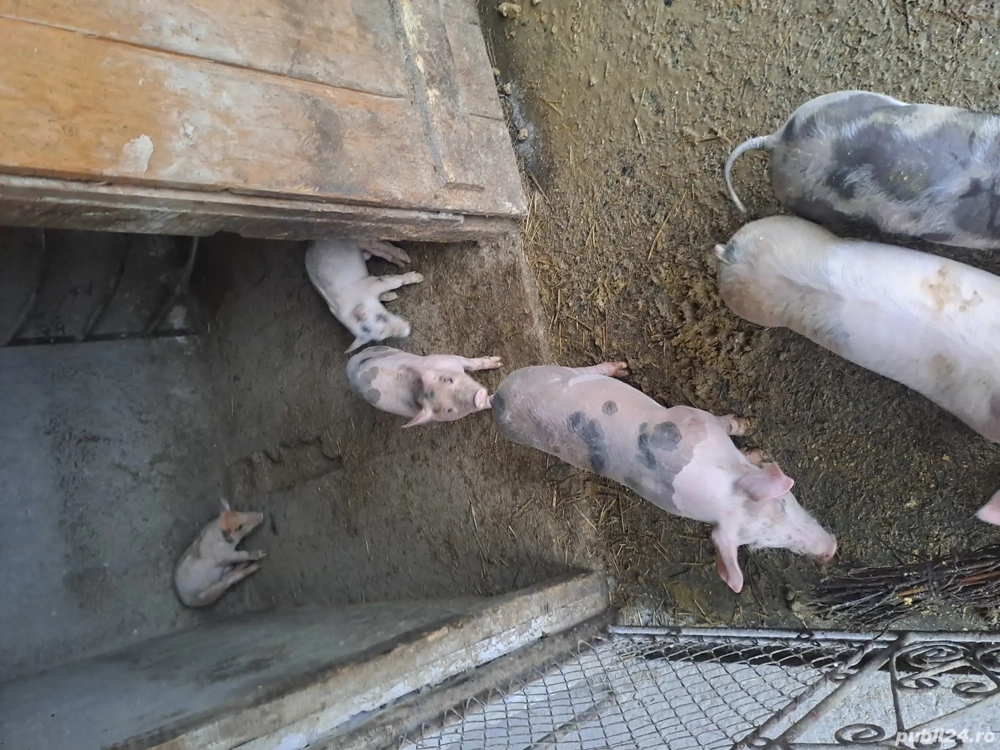 Purcei Petrean 6 saptamani 