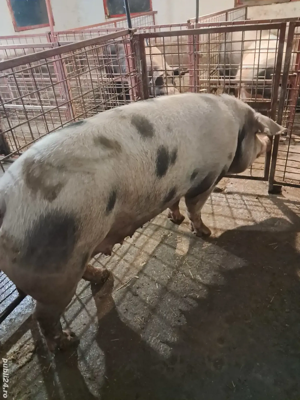 Scroafa porc pt reproductie sau sacrificat