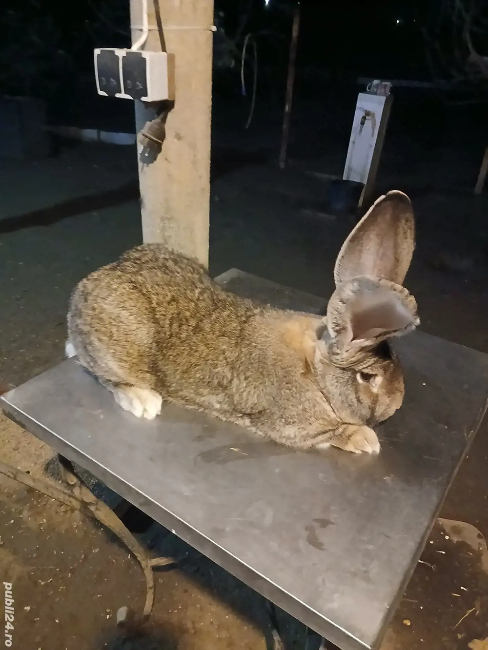 mascul uriaș german 1,7 luni disponibil 