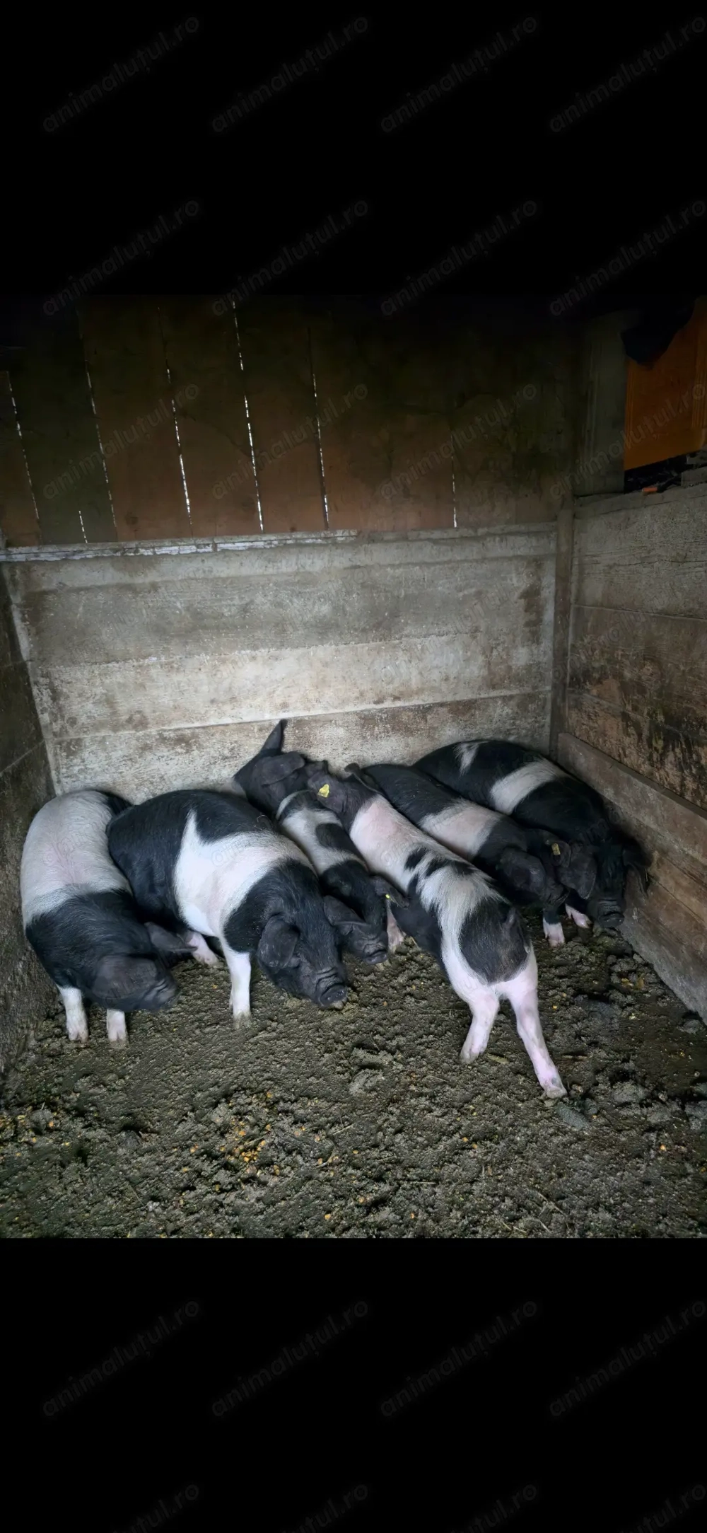 Purcei bazna 11 si 12 saptamani